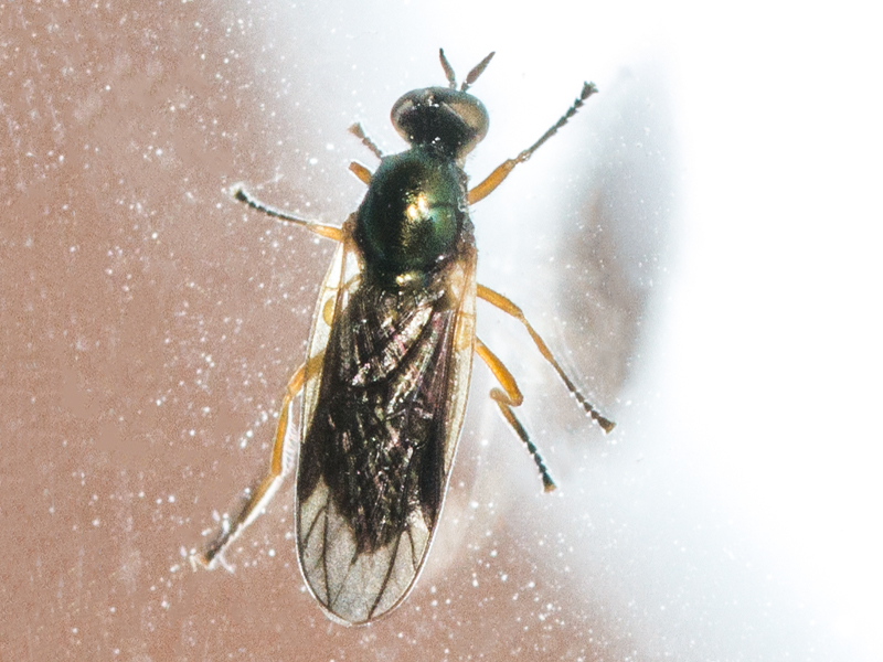 Beris chalybata